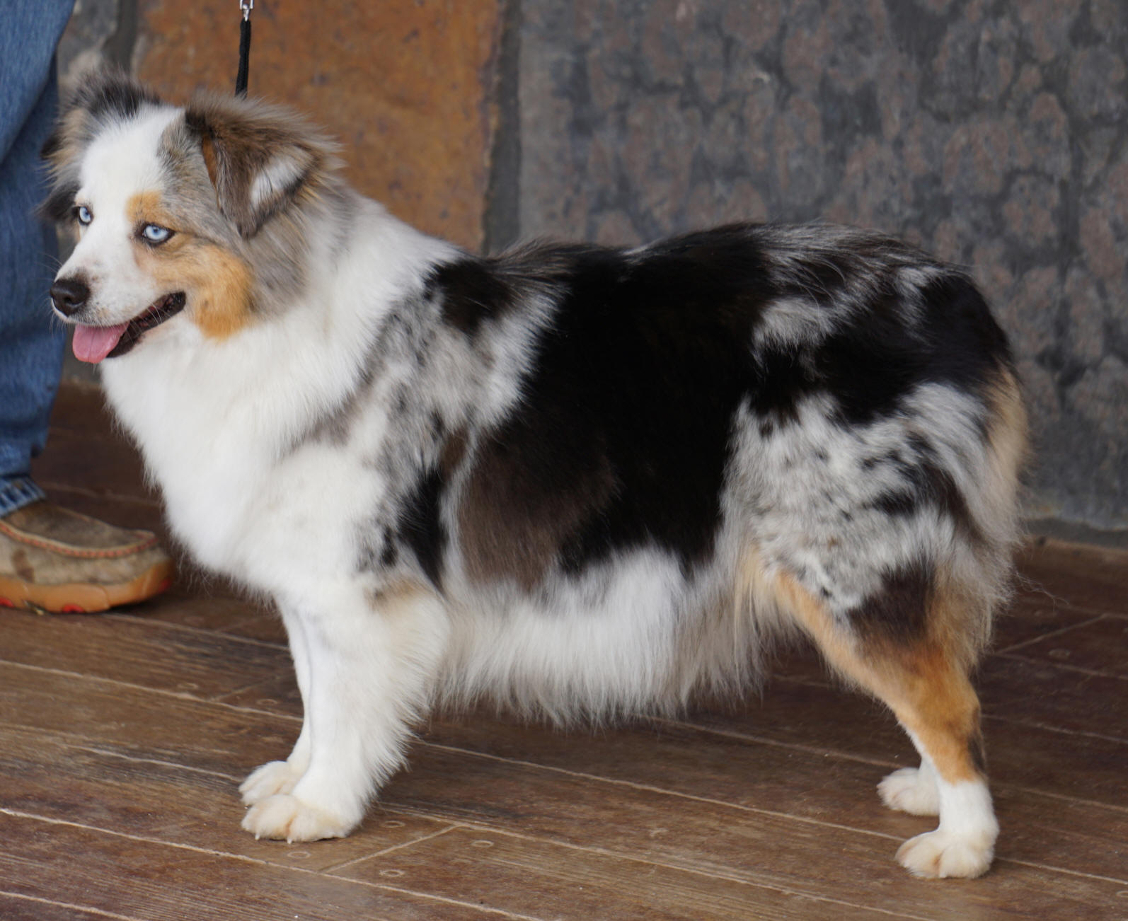 Toysized Adult Aussies